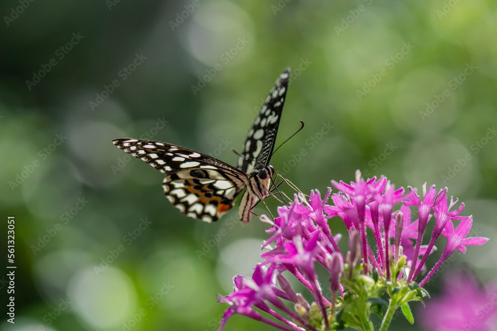 butterfly on a flower