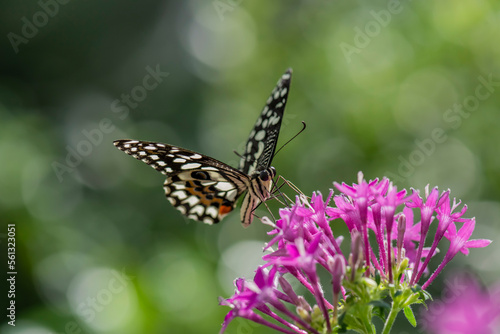 butterfly on a flower © Ali