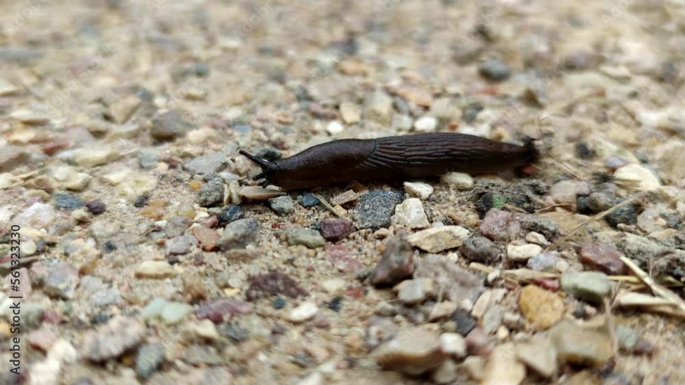 Enormous brown Spanish slug (Arion vulgaris, also known as Lusitanian, Iberian or killer slug) slowly crawls on the ground. Soft focus. Pest control theme. Enormous brown Spanish slug (Arion vulgaris, also known as Lusitanian, Iberian or killer slug) slowly crawls on the ground. Soft focus. Pest control theme.