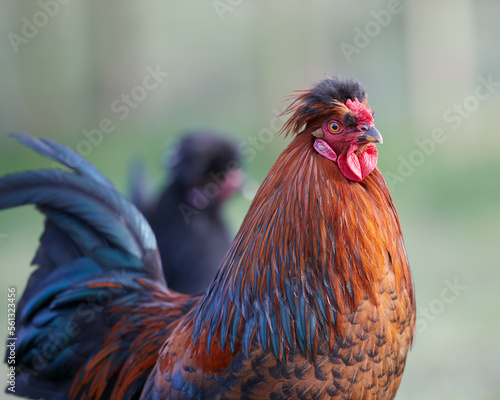 Young red rooster of Poland chick free range