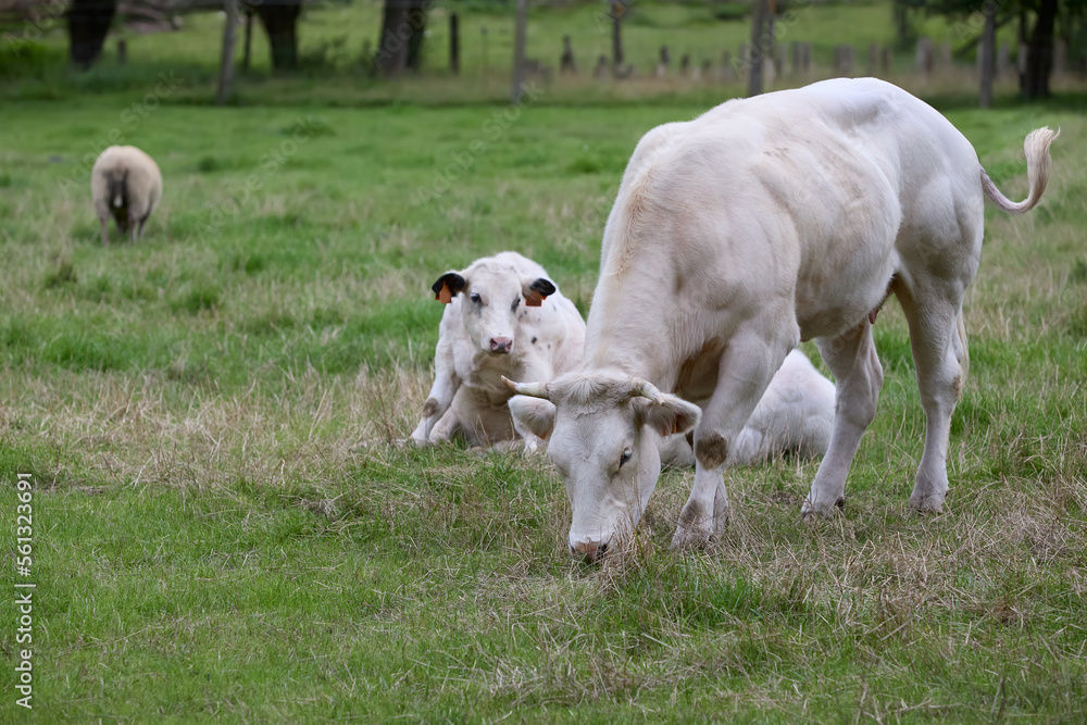 Fototapeta premium White cow with calf in meadow