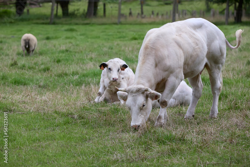 White cow with calf in meadow