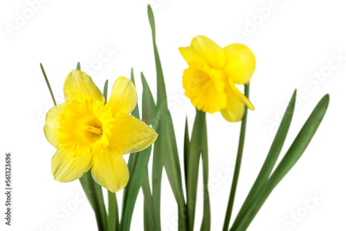 Fototapeta Naklejka Na Ścianę i Meble -  The spring cute yellow daffodils