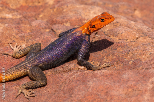 The common agama sits one the stone under the sun. Twyfelfontein, Damaraland, Namibia.