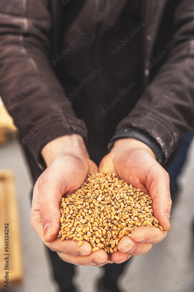Male farmers hands holding malt Male farmers hands holding malt