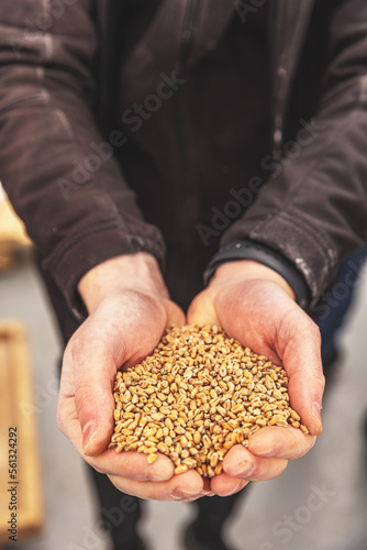 Male farmers hands holding malt