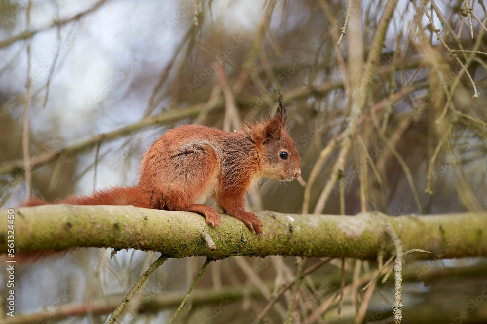 European red squirrel on branch of tree European red squirrel on branch of tree