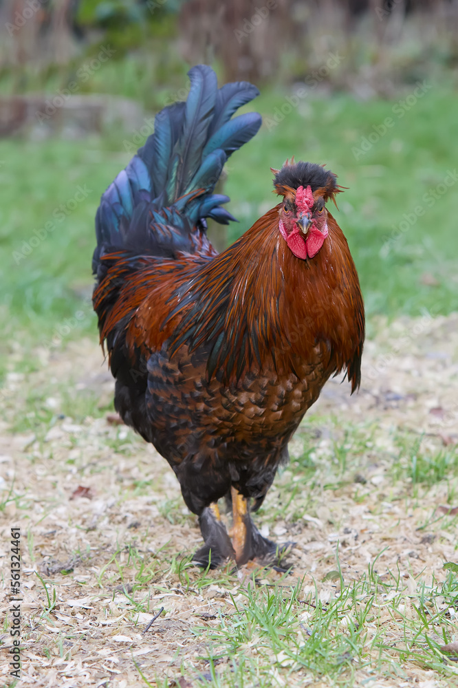 Young red brown rooster free range in garden Young red brown rooster free range in garden