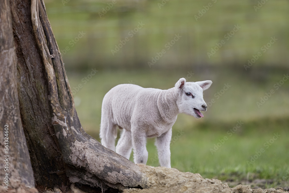 Obraz premium Young cute white lamb in meadow