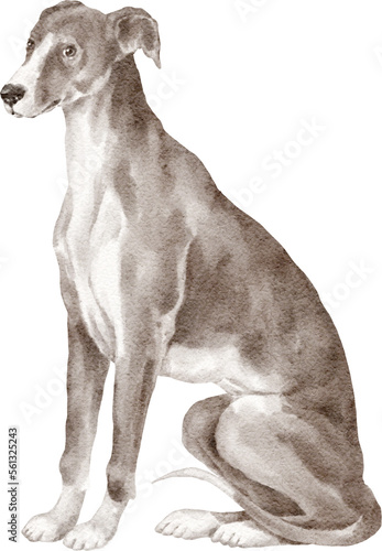 Whippet dog watercolour illustration