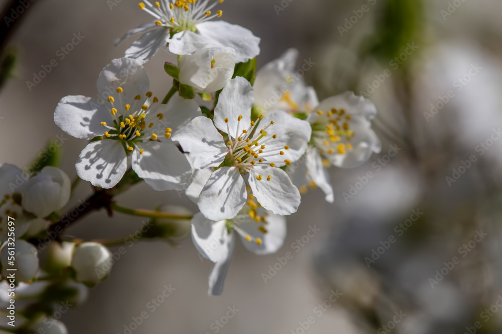 The fruits blossom in spring The fruits blossom in spring
