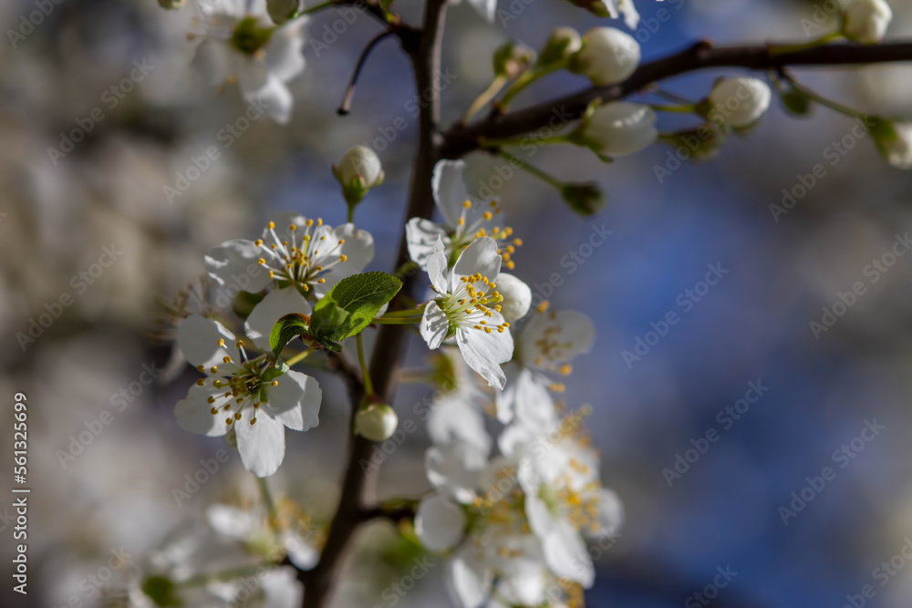 The fruits blossom in spring The fruits blossom in spring