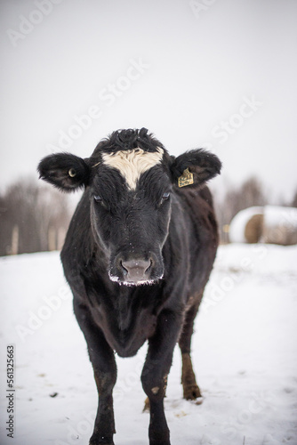 Black angus cow in snow pasture in winter quebec canada