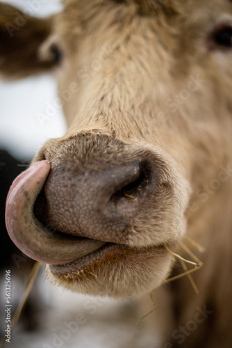 Close up of a cow liking it's nose