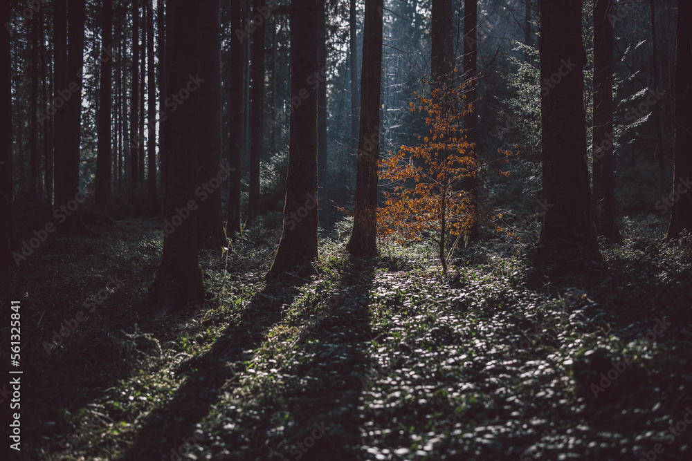 Obraz premium Waldstimmung