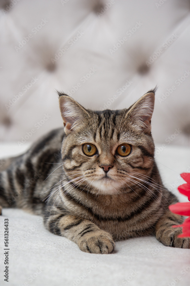 the kitten lies on the bed next to the red flowers the kitten lies on the bed next to the red flowers