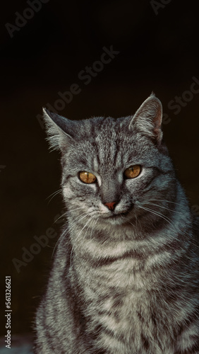 Confident domestic cat, of gray color, with beautiful brown eyes.