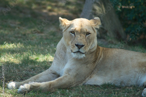Liegende Löwin im Zoo Heidelberg