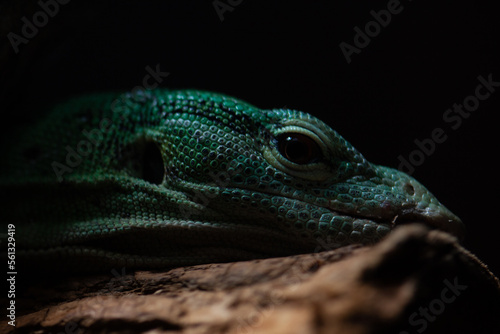 close up of a lizard