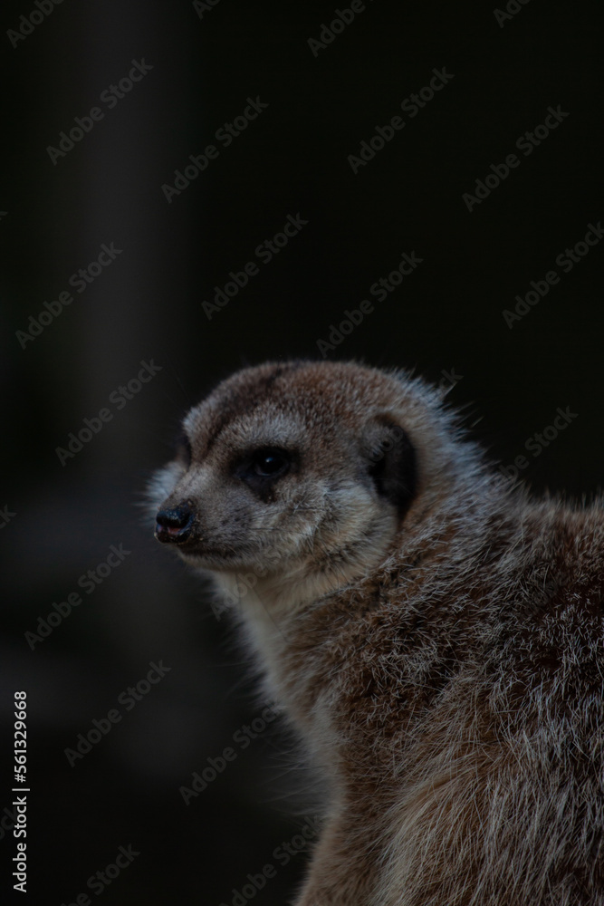 Fototapeta premium meerkat on guard