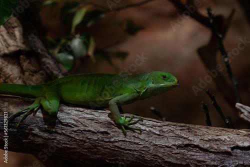 lizard on a tree
