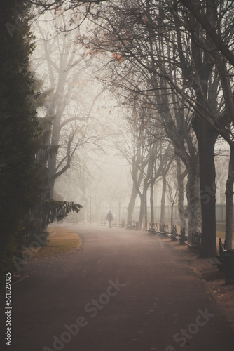 foggy morning in the park