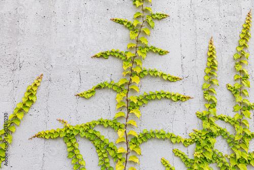 White concrete wall half covered with Parthenocyss tricuspidate Veitchii or Boston ivy, grape ivy, Japanese creeper leaves. Hedera helix, English or European ivy. Plastered wall with decorative grapes