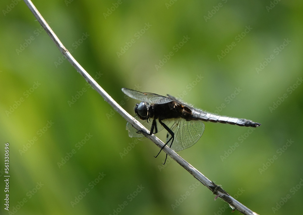 A scarce chaser dragonfly perching on a reed against a defocused green background. A scarce chaser dragonfly perching on a reed against a defocused green background.