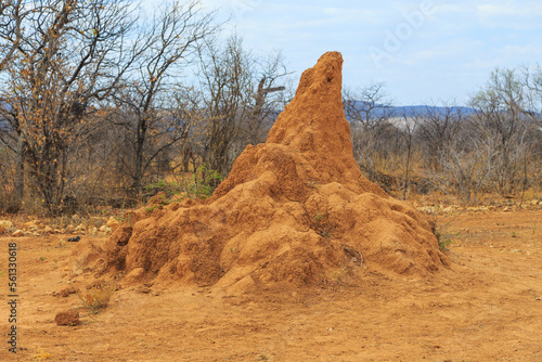 Εκτύπωση καμβά Large termite mound in typical african landscape with termite in Namibia