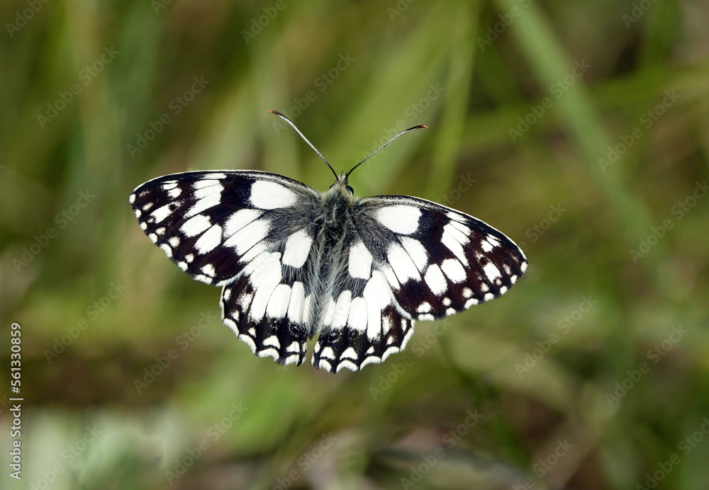 A closeup of a marbled white butterfly with wings open in flight against a defocused green background. A closeup of a marbled white butterfly with wings open in flight against a defocused green background.