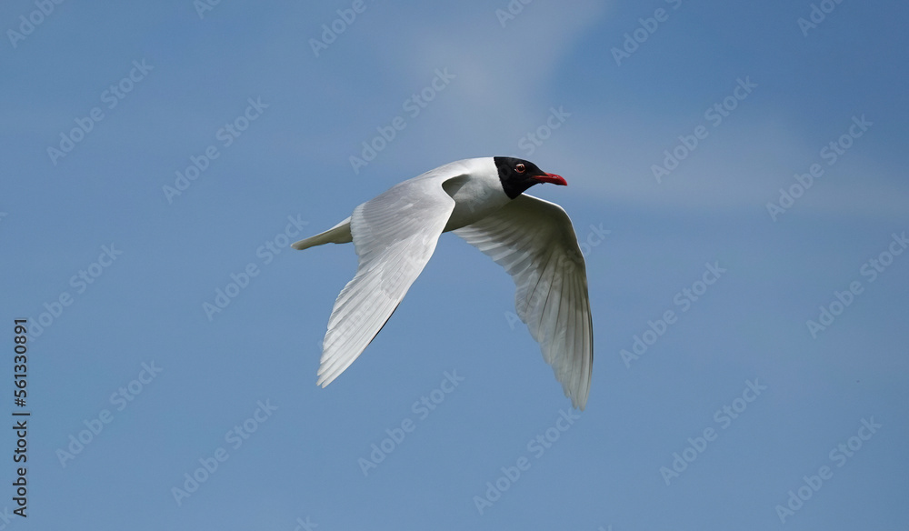 A Mediterranean gull in flight against a blue sky. A Mediterranean gull in flight against a blue sky.