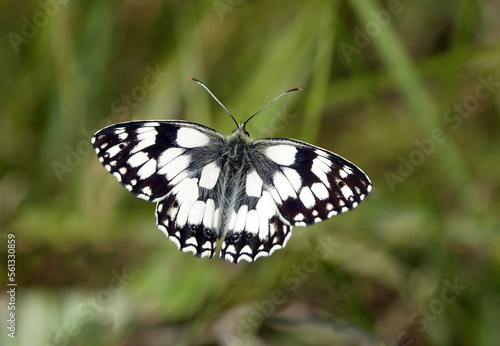 A closeup of a marbled white butterfly with wings open in flight against a defocused green background. 