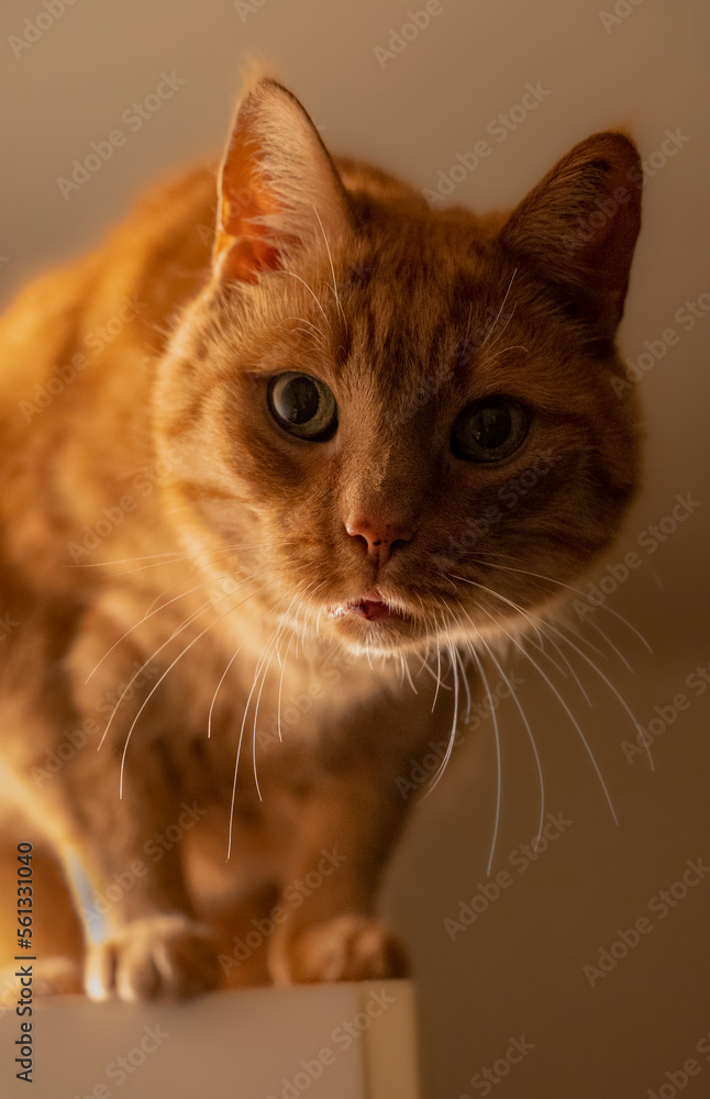 Obraz premium Orange cat close up face