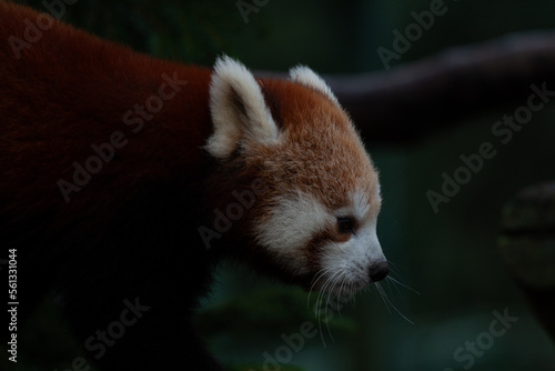 red panda in zoo