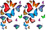 set of butterflies pattern