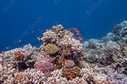 Colorful, picturesque coral reef at the bottom of tropical sea, hard corals and fishes Anthias, underwater landscape