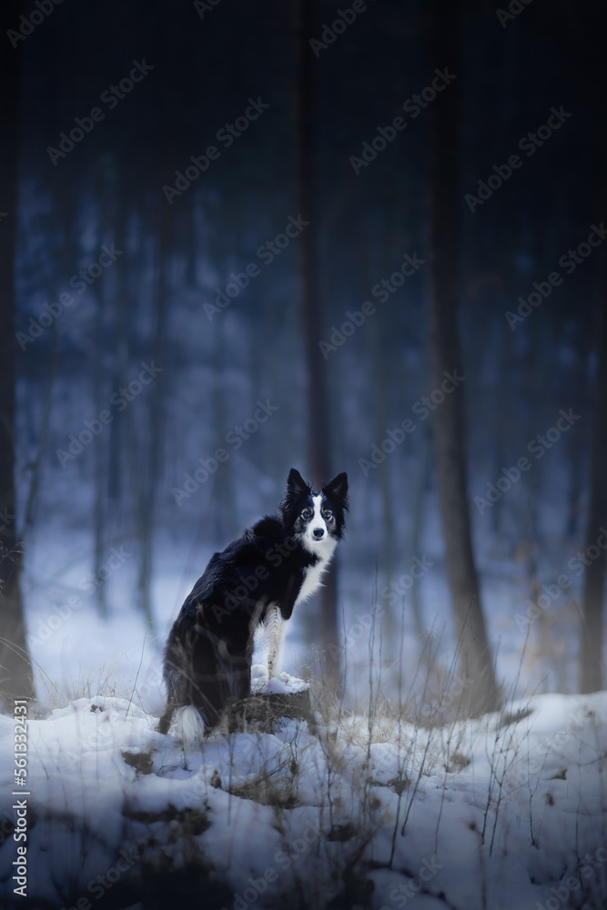 Pies border collie w magicznym lesie