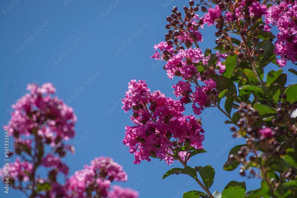 pink tree flower with green leaves around it with blue sky pink tree flower with green leaves around it with blue sky