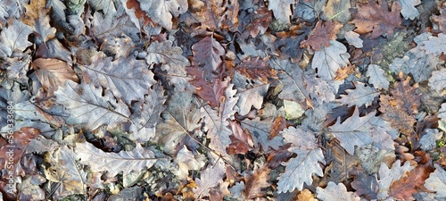 Dry autumn leaves in the forest on the ground