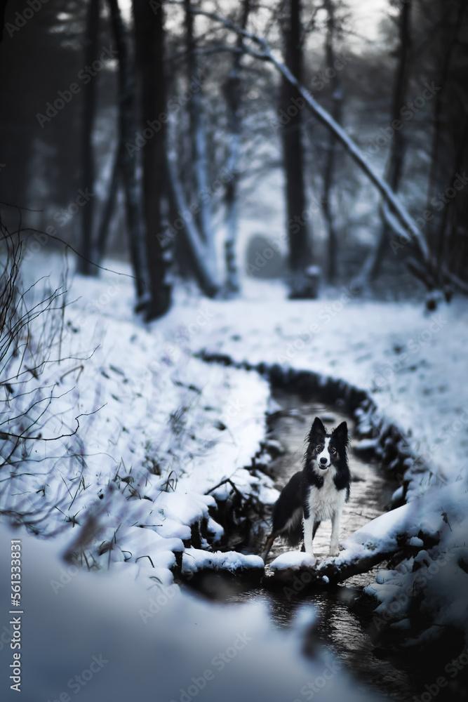Pies Border Collie stoi na drzewku przy małej rzece w lesie