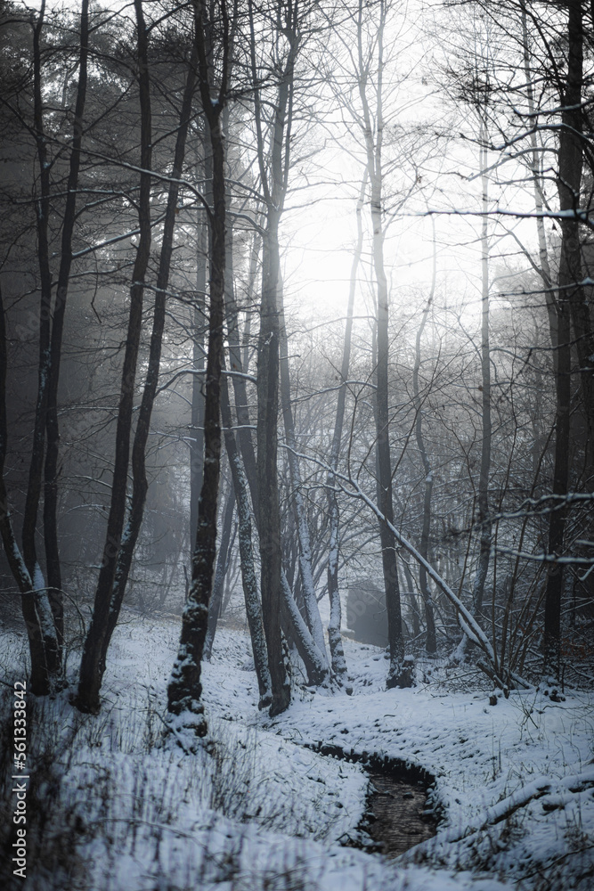 Tajemniczy las w zimowej aurze