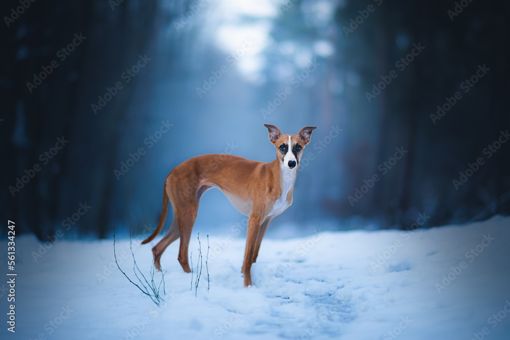 Whippet w zimowej krainie w lesie
