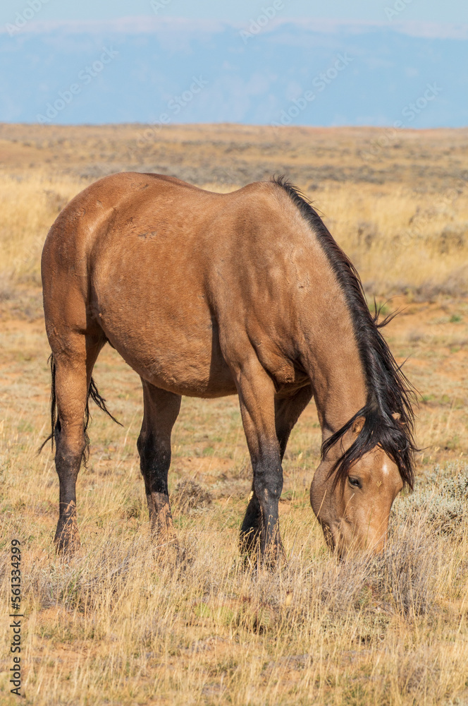 Wild Horse in Autumn in the Wyoming Desert Wild Horse in Autumn in the Wyoming Desert