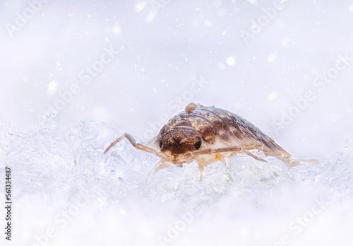 Obraz na plátně Schneeassel
