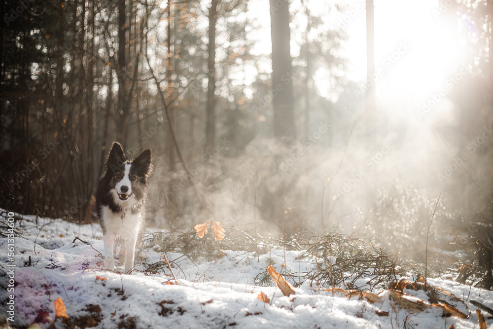 Border Collie trikolor na zewnątrz zimą