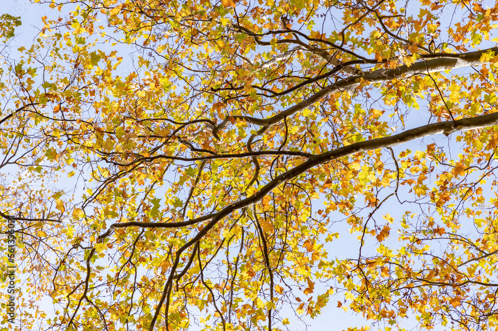 Yellow Fall Foliage
