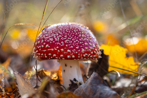 Fly agaric mushrooms with a red cap grow in the grass. Hunting for forest mushrooms. After high-quality drying, the red fly agaric is used to prepare ointments, infusions and tinctures