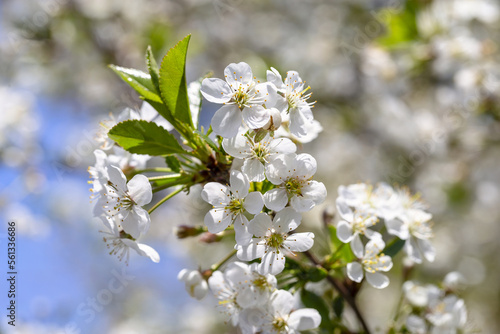 Cherry tree blossom in May on a sunny day © 02irina