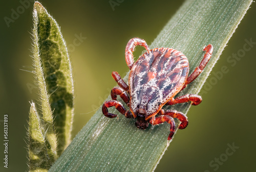 Ornate cow tick waiting for host on weed leaf - Dermacentor reticulatus