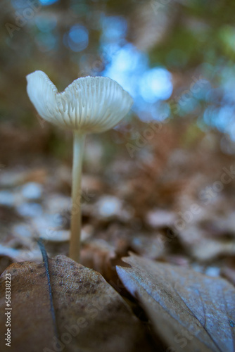 Small white mushroom in close up growing from the forest ground covered with dry leaves.